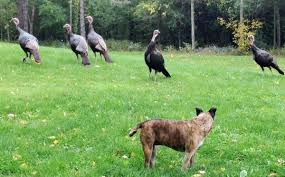 Perhaps you want to raise a couple of the large birds for upcoming holiday meals or, conversely, keep them as pets. Learning To Love My Backyard Turkeys Clarkson The Star
