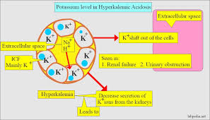 potium k in blood and its