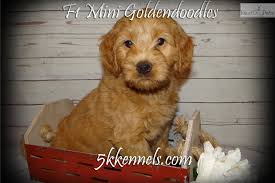 Interested in finding out more about the goldendoodle? F1 Mini Goldendoodle Puppy For Sale Near Sioux City Iowa D8b946e5 1651