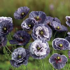 Plant poppies from seed into poor to average soil in a sunny location for a good start to growing poppy flowers in your garden. Poppy Amazing Grey Park Seed