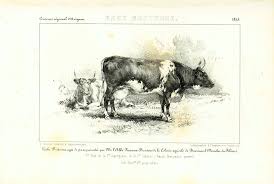 1858 Antique Cow Breeds Print Cattle Farming Cow Bull