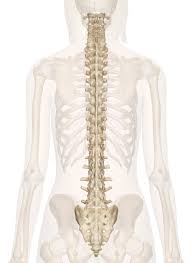 The first seven are connected behind with the vertebral column. Spine Anatomy Pictures And Information