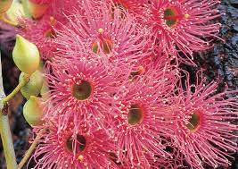 Explore tanetahi's photos on flickr. Plant Native Australian Native Plants For Australian Gardens