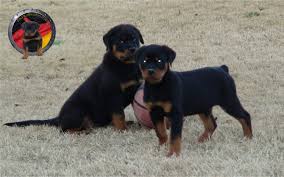 docked tail dkv rottweilers