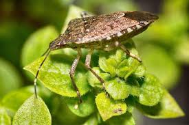 how to get rid of stink bugs in the garden