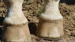 why-did-they-start-putting-shoes-on-horses