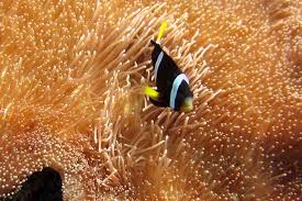 the giant carpet anemone whats that fish