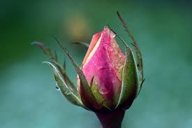 Přináší-li trpělivost růže, znamená to, že je třeba čekat, až růže  rozkvetou, či se dočkáme, až odkvetou, nebo zvadnou? | Odpovědi.cz