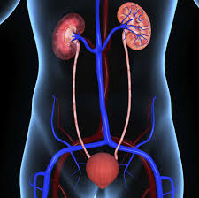 That there is no exit arteriole as all of the blood flow is changed to filtrate. Kidneys And Diabetes Blood Sugar Levels Nephropathy Kidney Health
