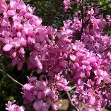 Spring Flowering Trees Best Choices
