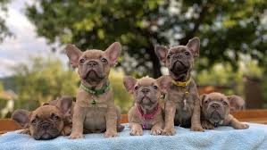 Rich in heritage like our bloodline of our world class french bulldogs. French Bulldog Puppies For Sale Petclassifieds Com