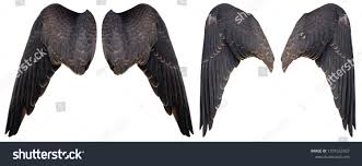 Isolated Falcon Wings Falco Sparverius Stock Photo 1397552957 | Shutterstock