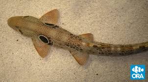 ora speckled carpet shark