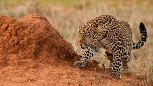 The ultimate value of life depends upon. Where To See The Big Cats Of Africa Natural World Safaris