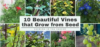 10 beautiful vines that grow from seed