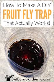 homemade diy fruit fly trap