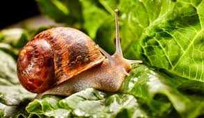 snails garden pests diseases