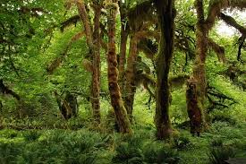 Find out all about tropical rainforests, where they are located, and the animals & plants that live in them. Tropical Rainforest Biome Plants And Animals Geography4u Com