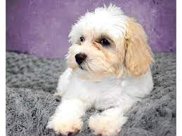 Try the craigslist app » android ios. Puppies For Sale Los Angeles Fancy Puppy