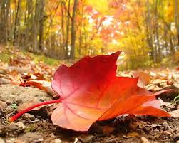 Image result for autumn leaves images