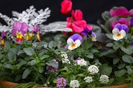 Container Gardens In Cold Weather