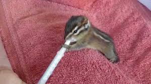 Orphaned Baby Chipmunk At Wildcare