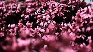 1920x1080 pink flowers ultra hd blur 4k