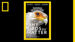 See 130 Years Of National Geographic Covers In Under 2 Minutes