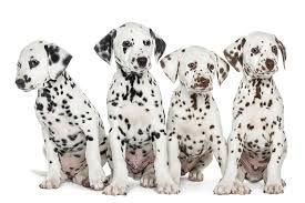 Whether it's chasing a ball, running with their owner, or going on a hike with you, the dalmatian will be happy to be active and near you. Dalmatian Dog Breed Information