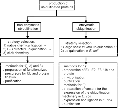 Figure 1 From The Challenge Of Producing Ubiquitinated