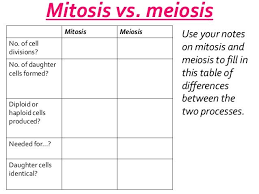 Comparison Table Mitosis And Meiosis Worksheet Yahoo Image