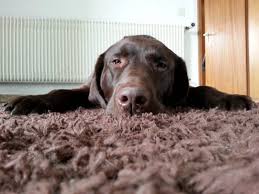 how to clean up dog vomit from carpet