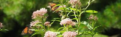 how to grow milkweed for monarchs