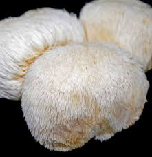 Join karen in her kitchen as she shows you how to harvest and cook lion's mane, a gourmet and medicinal related rss feeds. Lion S Mane Mushrooms Benefits And Side Effects