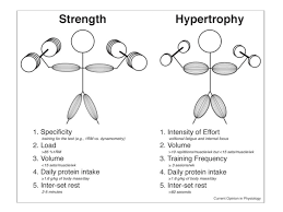 what is hypertrophy the workout hack