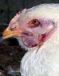 But there are 4 strains that have caused concern in recent years Avian Influenza In Poultry The Poultry Site