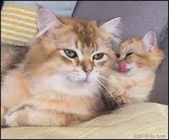 Gambar Kucing Lucu, Imut dan Paling Menggemaskan Sedunia | Cute cats,  Beautiful cats, Kittens cutest gambar png