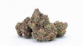 Image result for Mintz weed