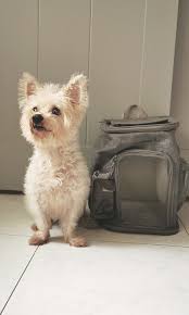 small dog carrier pet supplies homes