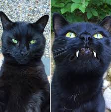 However, the attractive contrast of coat to eyes that translates into such a mysterious effect will make your cat the topic of many future conversations with superstitious guests. Cat Underbite Cats Vampire Cat Cute Animals