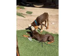 The doberman pinscher is one of the smartest breeds in the world, so any motivated owner, even a novice one, should be able to effectively train this dog breed. Two Red Male European Doberman Puppies In Phoenix Arizona Puppies For Sale Near Me