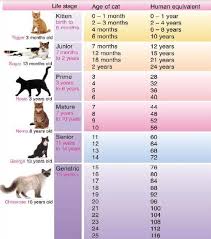Your Cat May Not Be As Old As You Think