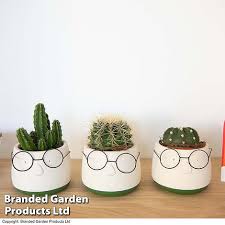 Cactus In Decorative Pot Thompson