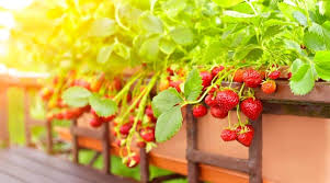 growing strawberries in pots or containers