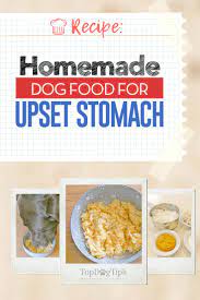 homemade dog food for upset stomach recipe