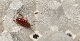 how to get rid of roaches overnight a