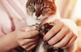 trim your cat s nails