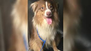 The australian shepherd is classified as a herding breed and recognized by the american kennel club. 45 Dogs Rescued From Reynoldsburg Couple S Home To Be Adopted Wsyx