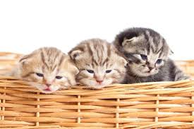 Find the best cat breed for you and your family. Funny Small Kittens In Wicker Basket Stock Image Colourbox