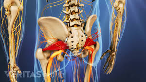 Other pelvic muscles, such as the psoas major and iliacus, serve as flexors of. Piriformis Syndrome Video
